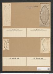Surirella turgida W. Sm. (de-Toni-Nr.: Genus 53, Species 2237) Zeichnungen Sammlung Grunow Nr. 4661 (NHMW-BOT-W0372727)